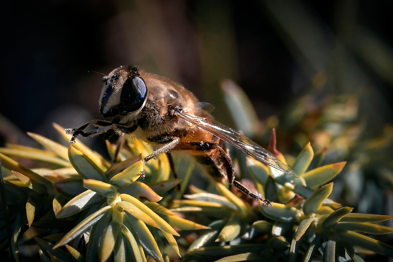 ハナユメのキャンペーンはどの時期に実施されるの？